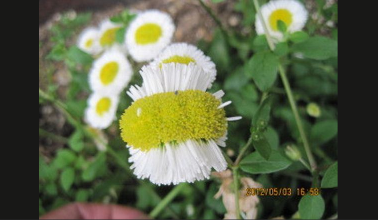 Japan, Jordbavning, Tsunami